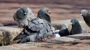 problemas con las aves